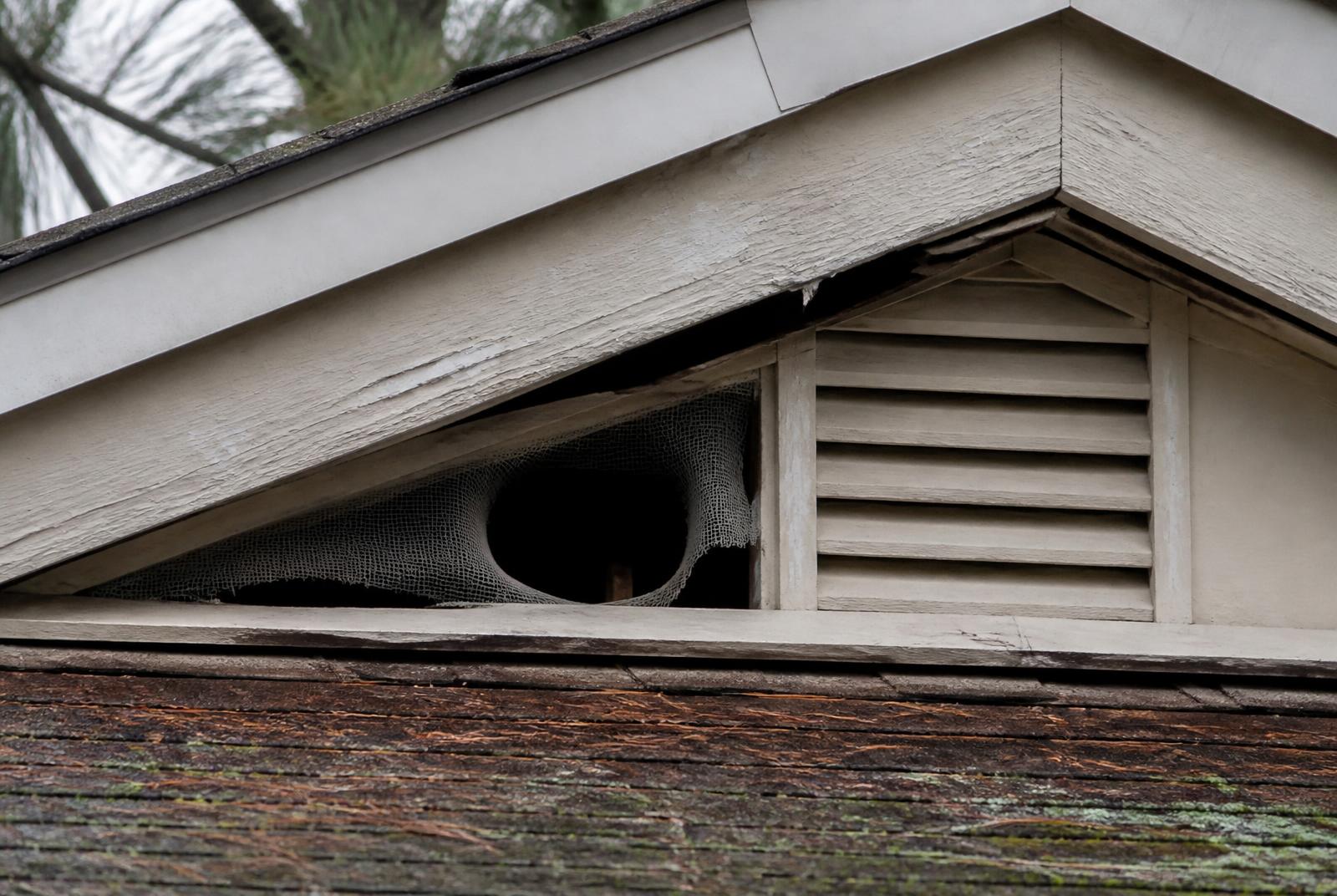 Cedar cottage soffit and screened vent beneath white pines
