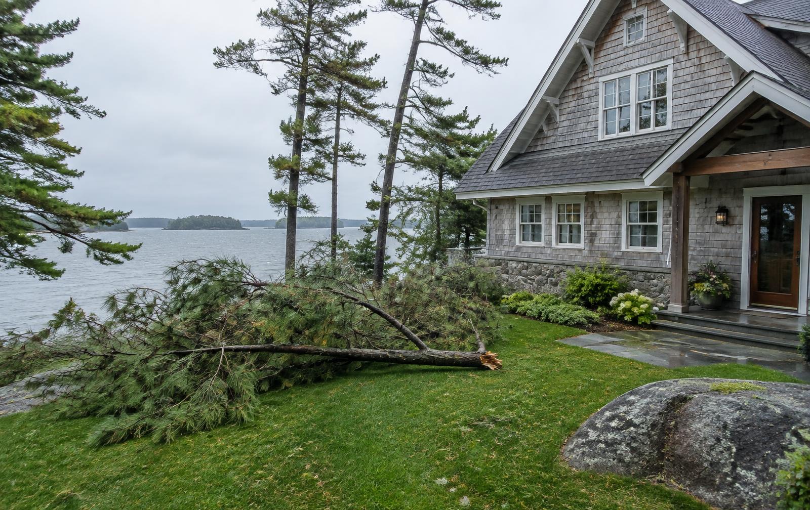 Storm-fallen pine limb across a cottage deck near Georgian Bay